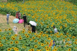 竞相的解释竞相的解释是什么