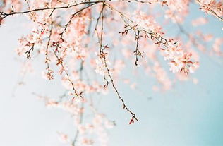 过春风十里.尽荠麦青青用典，过春风十里 尽荠麦青青翻译