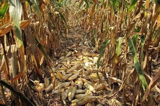 嚼谷怎么读，绞股蓝的功效与作用