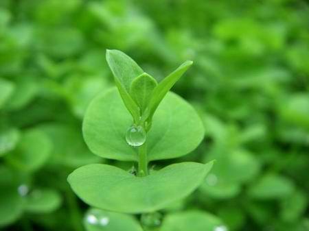 天涯芳草的意思，天涯无处无芳草的意思