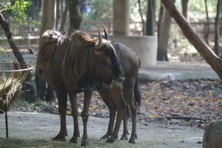 头上长角的马叫什么?
