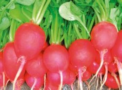 小红萝卜图片，小红萝卜凉拌的做法大全