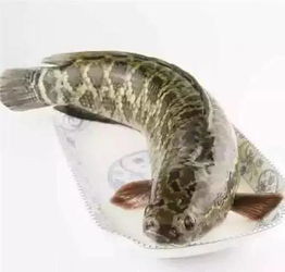 斑鱼是海鱼还是河鱼?