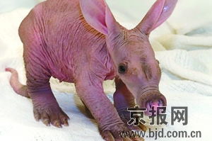 土豚,以吃蚂蚁和白蚁为哺动物