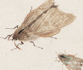 万虫怎么读，万虫迷雄虫今天也是专宠老婆格格巫