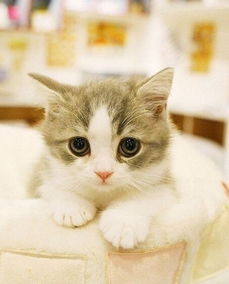 表酱紫的表酱紫