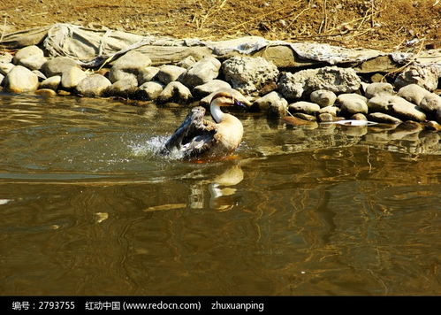 凫水的意思和拼音