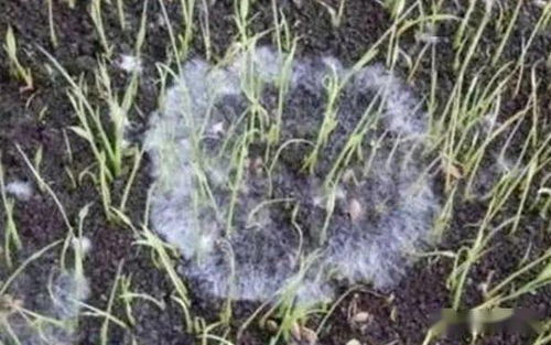 绵组词，绵的拼音