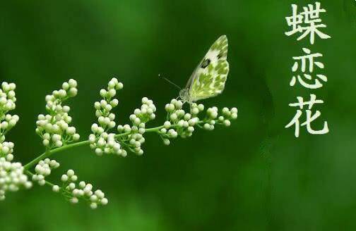 芳草的意思