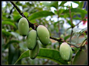 楔子是什么意思，桂子是什么树的果实