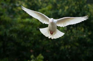 放鸽子典故由来是什么意思，放鸽子是什么典故