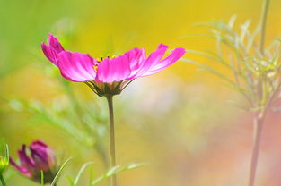 淡然处之,安之若素，淡然处之下一句