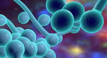 超级真菌在没有氧气的环境之中能够生存吗?