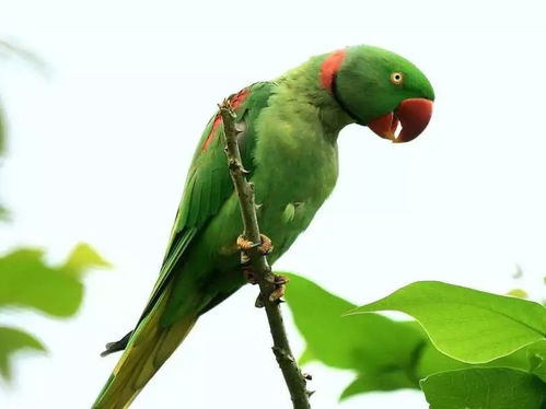 红嘴绿鹦哥,吃了营养多(打一植物)，红嘴绿鹦哥金镶白玉牌
