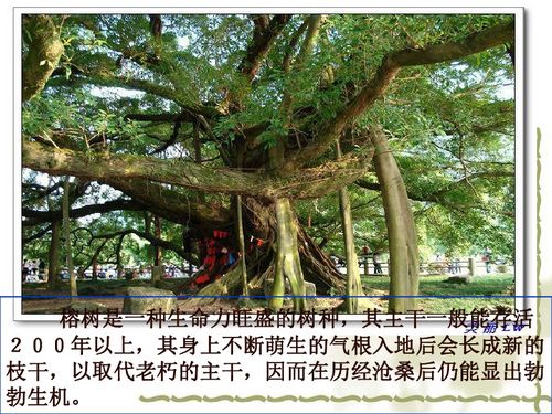 故乡的榕树作者简介，故乡的榕树教案