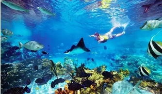 潜水是什么意思