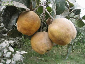 榅桲树图片，榅桲的功效与作用