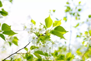 花落春仍在 六丑，花落春仍在,天时尚艳阳全诗翻译