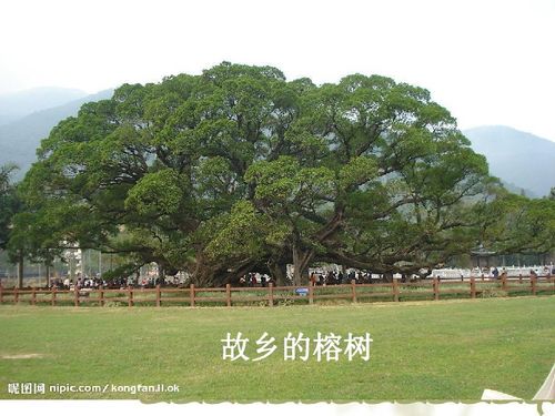 请简要概括 黄河浪《故乡的榕树》中, 作者回忆的“记忆里的故事”