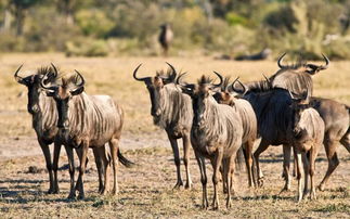 角马五金件，角马酒