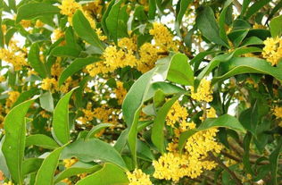 桂花结果的寓意和象征