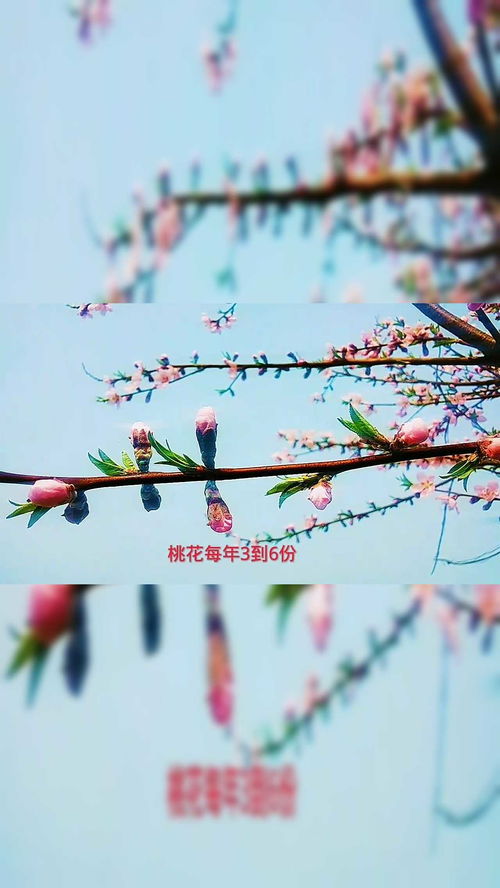 春天是位魔法师,她融化了冰雪,让小草破土而出，春天是一点一点化开的阅读答案