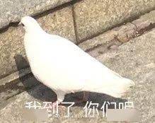 放鸽子是什么意思