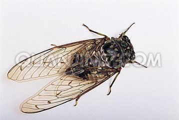 《在狱咏蝉》(骆宾王)全文翻译鉴赏