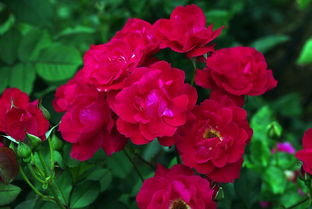 百字的四字成语有哪些啊?