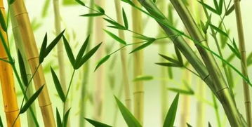 冉冉孤生竹奇遇，冉冉孤生竹结根泰山阿是什么意思