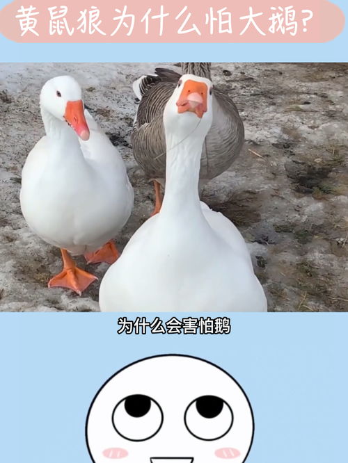 大鹅图片高清大图，散养大鹅图片