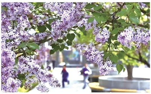 为什么 丁香花那在线电影看不了了?