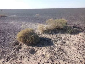 春风不度玉门关全诗诗意，唐诗春风不度玉门关全诗