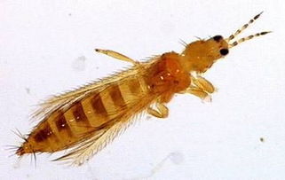 西花蓟马危害什么作物，西花蓟马拉丁名