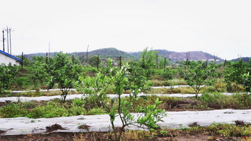 《橘园》体会乡亲和外乡人的对话,从中你感受到了什么