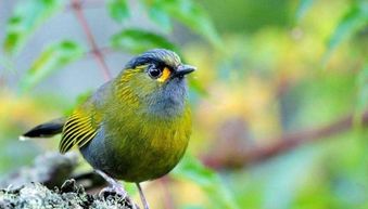 鸟的英文字母怎么写，鸟的英文名字大全可爱