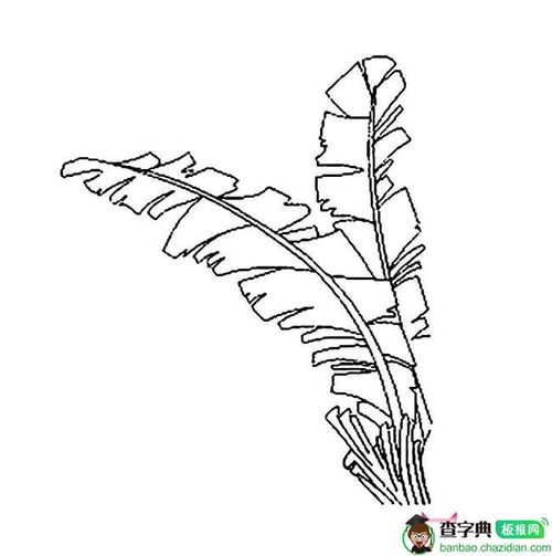 芭蕉叶简笔画彩色，芭蕉叶简笔画儿童画