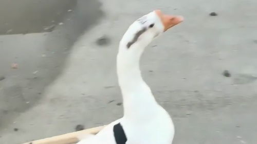 铁锅炒大鹅怎么做