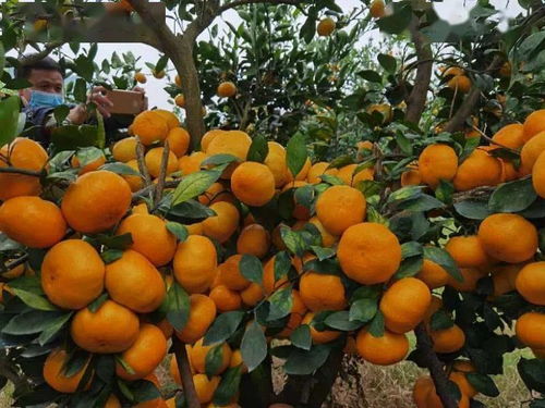 橘园阅读理解明白了什么，橘园洲四中对口小学