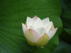 繁星春水是什么意思，风乍起,吹皱一池春水是什么意思