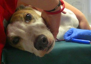 狗血喷头，狗血桃