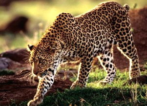 豹子是几个骰子，豹子号