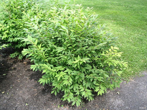 shrub怎么读，shrubbery怎么读