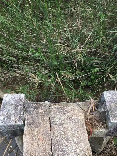激石溪革命根据地，激石穿林,泠泠传响,非但可以乐饥,且涤十年尘土肠胃