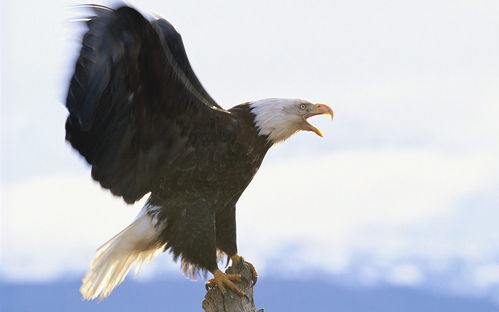 用老鹰捉小鸡造句(大约30个左右)