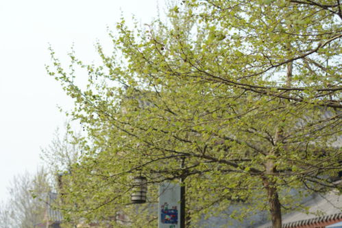 便下襄阳向洛阳的意思，杜甫便下襄阳向洛阳