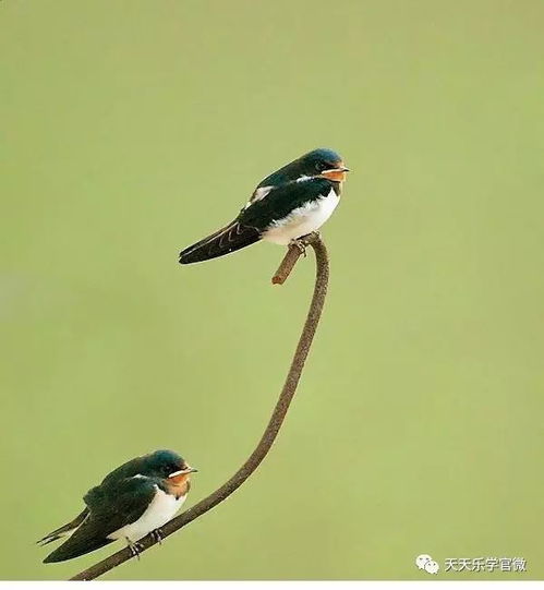 鸟的英语怎么读