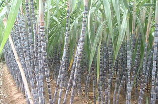 甘蔗的正确读音