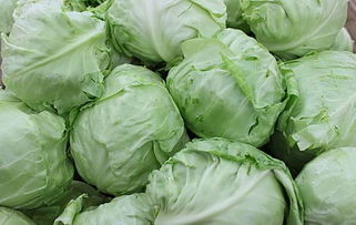 savoy cabbage是什么意思，cabbage是什么意思中文读法