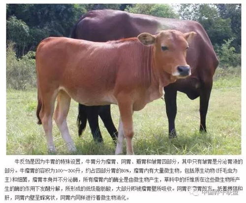 牛反刍时口吐白沫流口水是什么原因，牛反刍的过程示意图